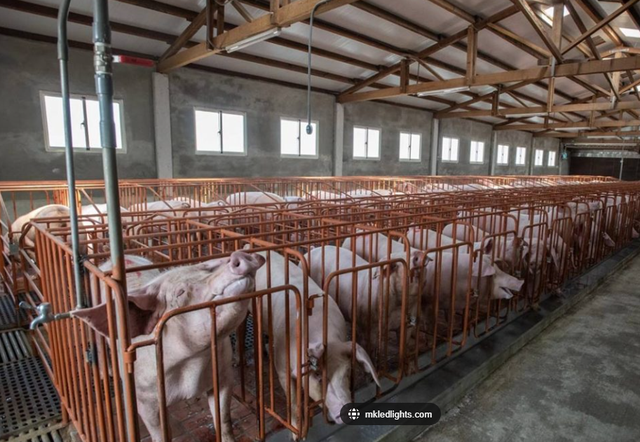 Swine Lighting Standards: Best Lights for Swine Building